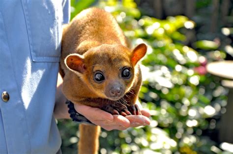 16 Kinkajou Facts - Fact Animal