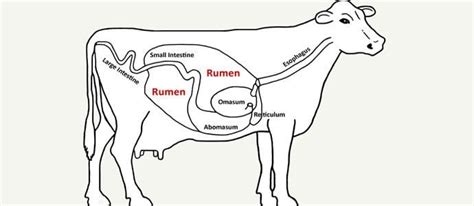 Rumen - Alchetron, The Free Social Encyclopedia