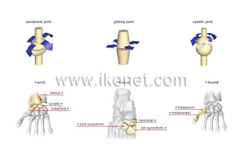 human being > anatomy > skeleton > types of synovial joints image - Visual Dictionary