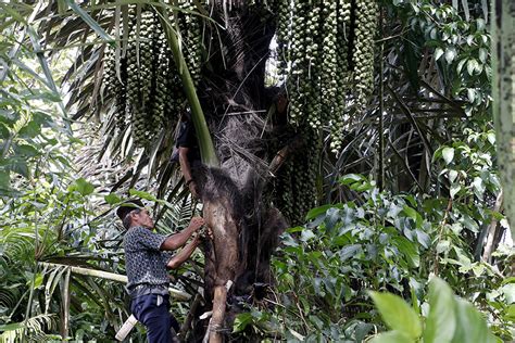 Pohon Aren, Kolang-Kaling, dan Jasa Musang - Mongabay.co.id