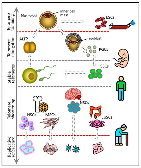 Telomeres and Telomerase in the Control of Stem Cells