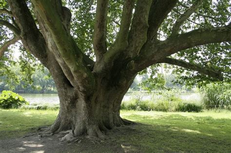 Platanero (Platanus)