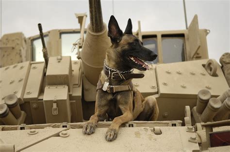 100+ Army Inspired Puppy Names - The Puppy Toolbox