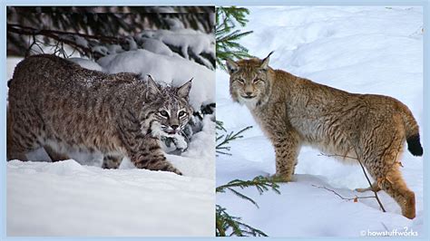 What's the difference between a bobcat and a lynx? | HowStuffWorks