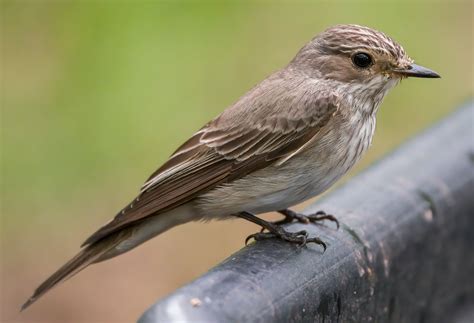 Young Spotted Flycatcher | BirdForum