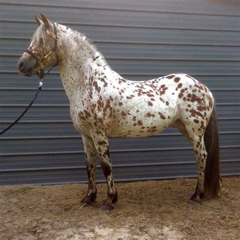 Appaloosa x Friesian Horse