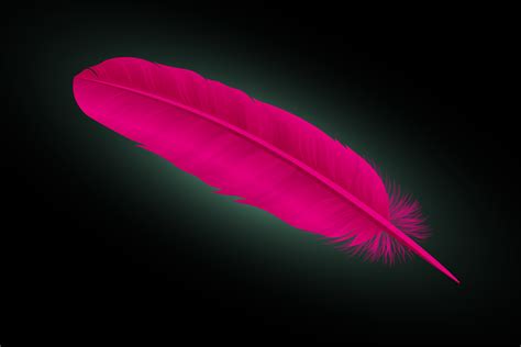 Pink Feather Meaning and Symbolism | Color Meanings