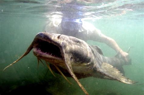 Mekong Giant Catfish – "OCEAN TREASURES" Memorial Library