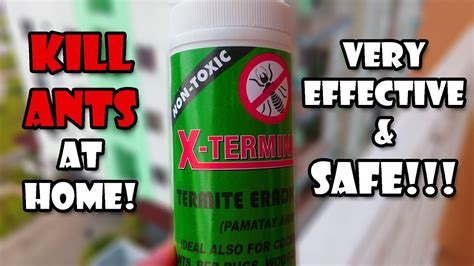 Exterminate Ants at Home | Safe and VERY Effective! - YouTube