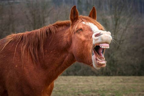 Horse Mouth Open Stock Photos, Pictures & Royalty-Free Images - iStock