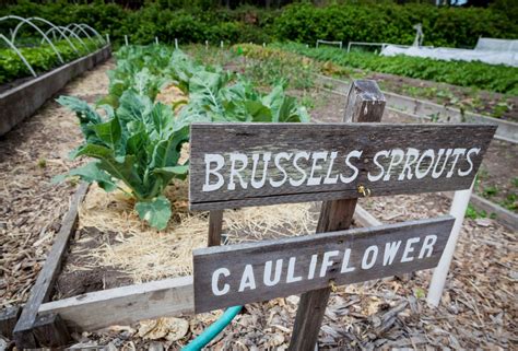 Companion Plants for Brussel Sprouts-Little Sprouts Learning