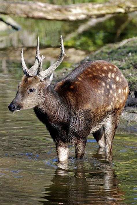 Deer species, Animals wild, Endangered animals