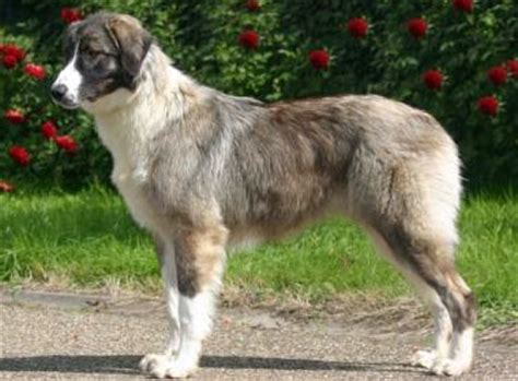 Carpathian Sheepdog (Carpathian Shepherd Dog Info, Temperament, Puppies ...