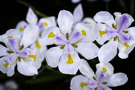 How to Grow & Care for African Iris