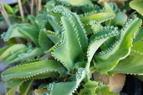 Kalanchoe daigremontiana: Plant Care & Growing Guide