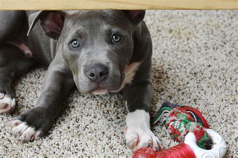 Blue Nose Pitbull Facts & Info - Complete Rare Breed Owners Guide - Animal Corner