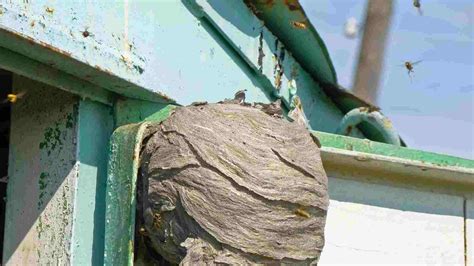 The Dangers of DIY Wasp Nest Removal: Why You Should Hire Professionals