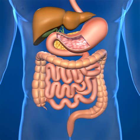 Your Large Intestine and digestion