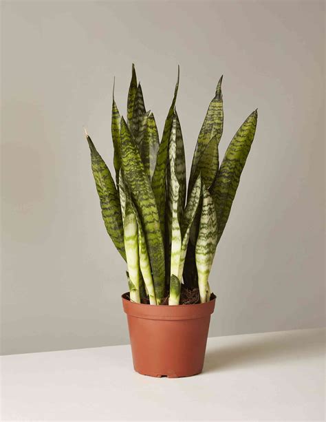 Snake Plant: Care & Growing Guide