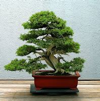 Indoor Bonsai for Beginners: Buying your first Indoor Bonsai Tree