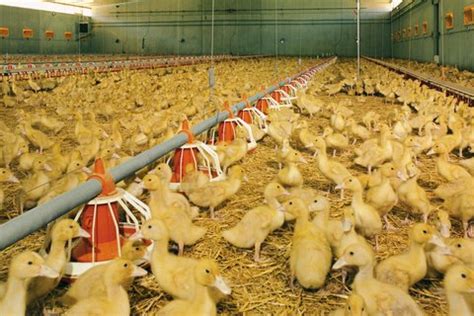 Poultry growing: housing equipment for experts - Big Dutchman