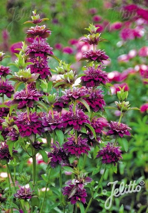 Monarda Pictures - National Garden Bureau