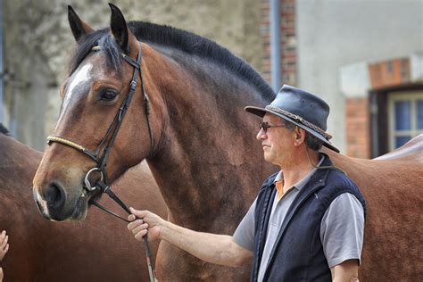 Ardennes Horse: Height, Color, And Breed Characteristics