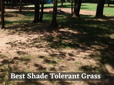 Best Grass for Shade: Shade-Tolerant Grass Varieties for Low-Light Lawns | Lawn Model