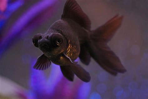 Black Aquarium Fish With Big Eyes - Aquarium Views