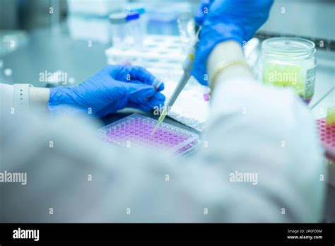 cell culture media Stock Photo - Alamy