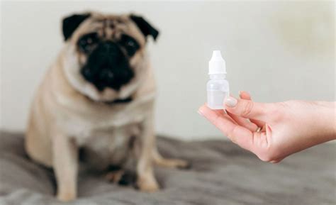 4 Best Dog-Safe Eye Drops & Dog Eye First-Aid Tips