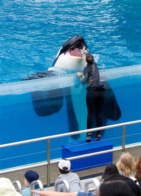 New killer whale show premieres at SeaWorld San Diego – Orange County Register