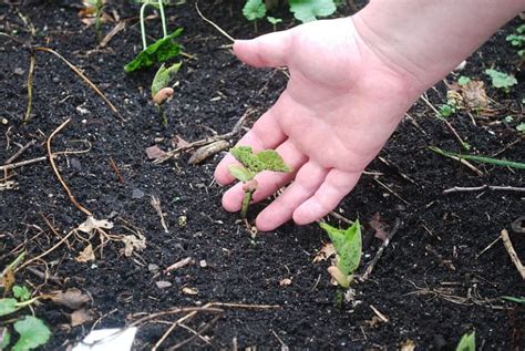 How Do You Fertilize A Vegetable Garden? | GARDENS NURSERY