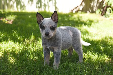 10 Week Old Cute Australian Blue Heeler Puppy Dog | Stocksy United