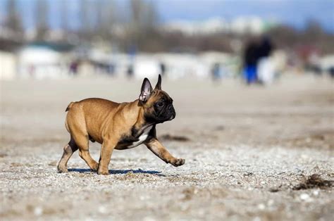 French Bulldog Tail Docking Debunked