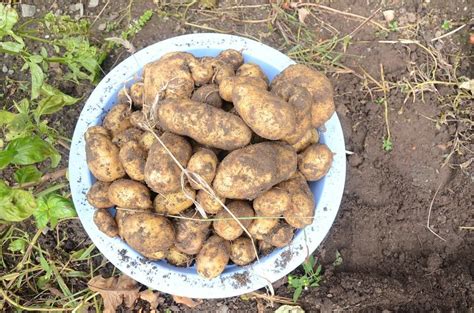 A Guide To The Best Fertilizer For Potatoes - Properly Rooted