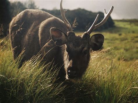 Sri Lanka - Nature: Horton Plains National Park