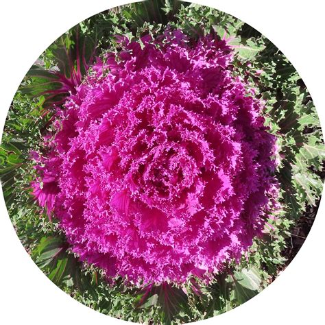 Ornamental Cabbage Blossom - Free photo on Pixabay - Pixabay