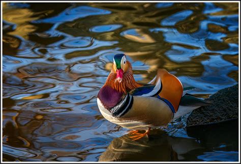 Mandarin Duck | Backcountry Gallery Photography Forums