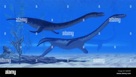 Plesiosaurus marine reptile dinosaurs swim together in Jurassic Seas to ...