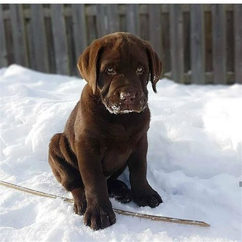 View Image #1 for Purebred Labrador Puppies Looking For New Home : Edmonton eClassifieds 4U