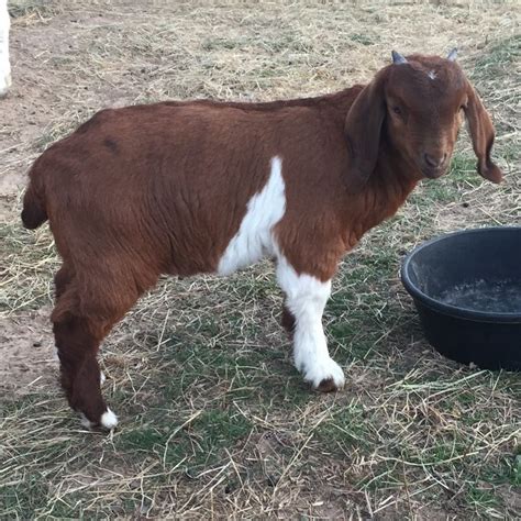 Boer goats for sale In Texas - Townsend Goat Ranch