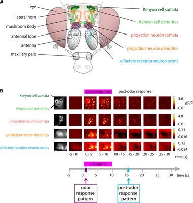Frontiers | Calcium in Kenyon Cell Somata as a Substrate for an Olfactory Sensory Memory in ...