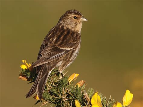 Twite Bird Facts (Linaria flavirostris) | Birdfact