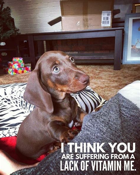 You right... . @frankandzander | Dachshund memes, Funny dachshund, Dachshund love