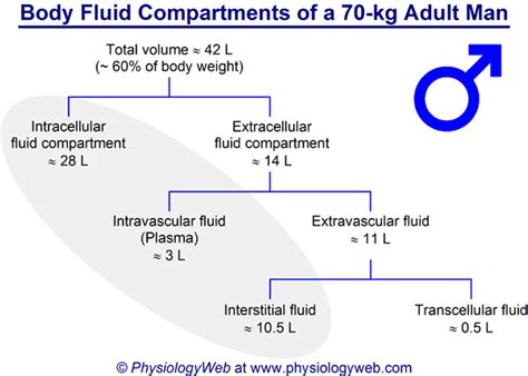 Physiology Figure: Body fluid compartments of a 70-kg adult man ...