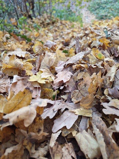 Premium Photo | Autumn foliage in the forest on the ground