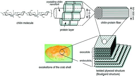 Schematic representation of the exoskeleton structure of crustacean ...