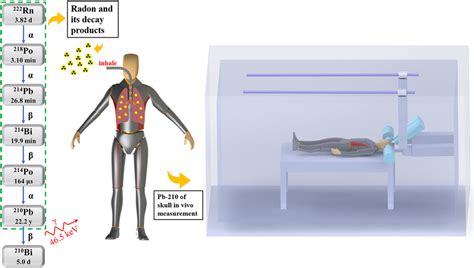 Schematic diagrams of the radon decay chain, inhalation of radon and ...