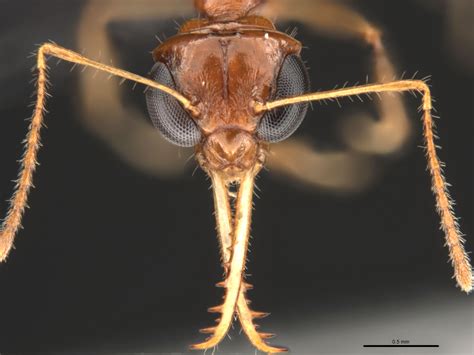 Myrmoteras cuneonodum, ant head under a microscope | Okinawa Institute ...